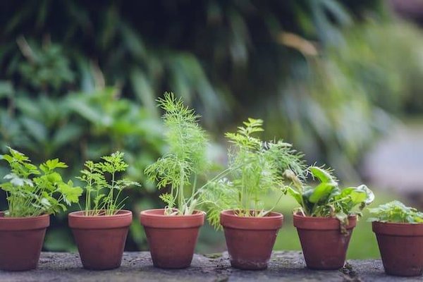 Quelles sont les herbes aromatiques faciles à cultiver dans sa cuisine ?
